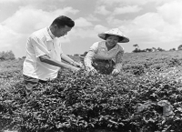 臺灣民生產業的發展與變遷/飲料和食品的加工製造/飲料業/茶業的發展