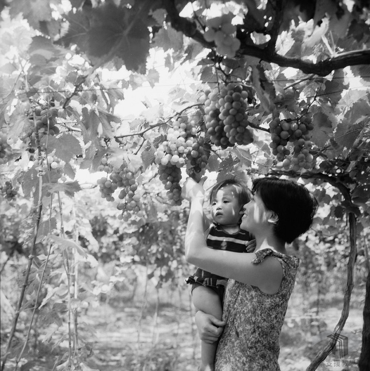 1971農復會照片-2.1.3.3-hp-0100180242-i