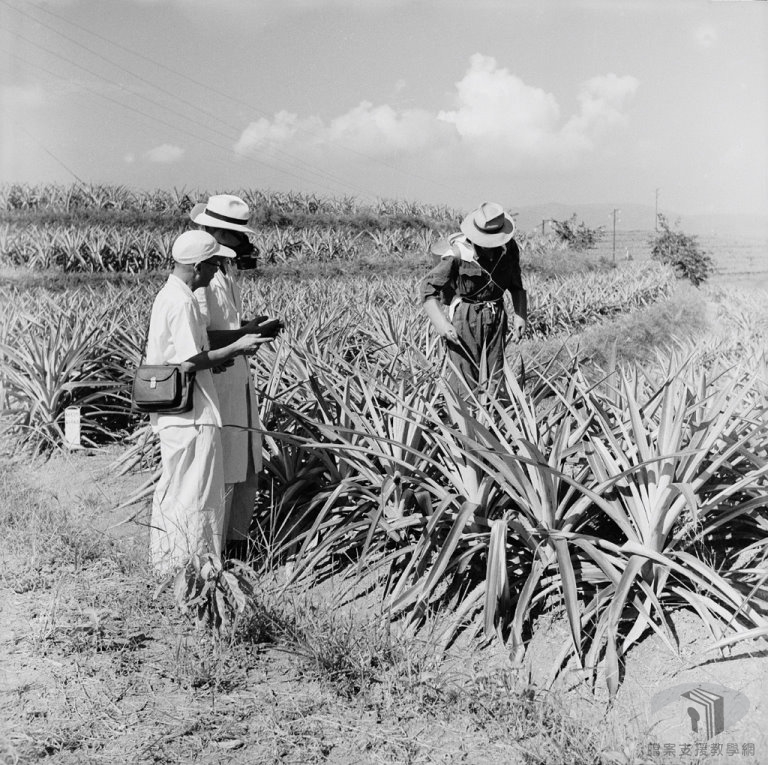 1953農復會照片2